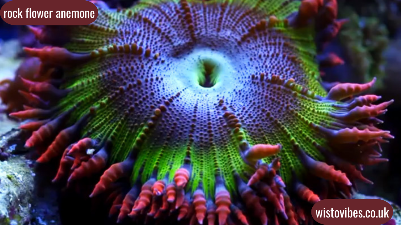 rock flower anemone