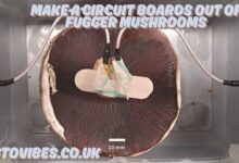 make a circuit boards out of fugger mushrooms
