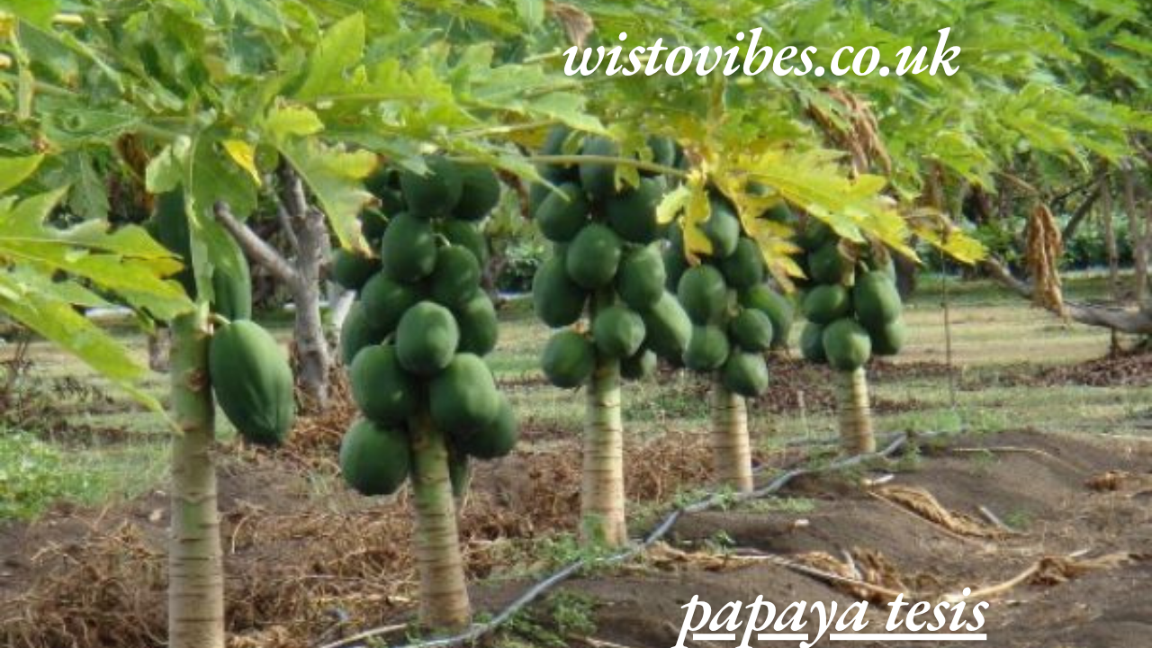 papaya tesis