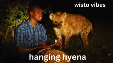 hanging hyena