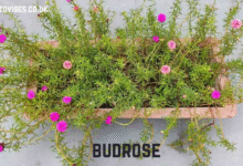 budrose