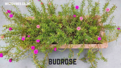 budrose