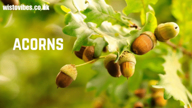 acorns