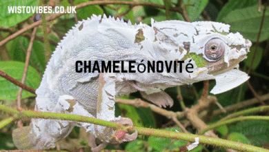 chameleónovité
