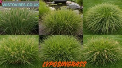 Lyposingrass