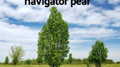 navigator pear