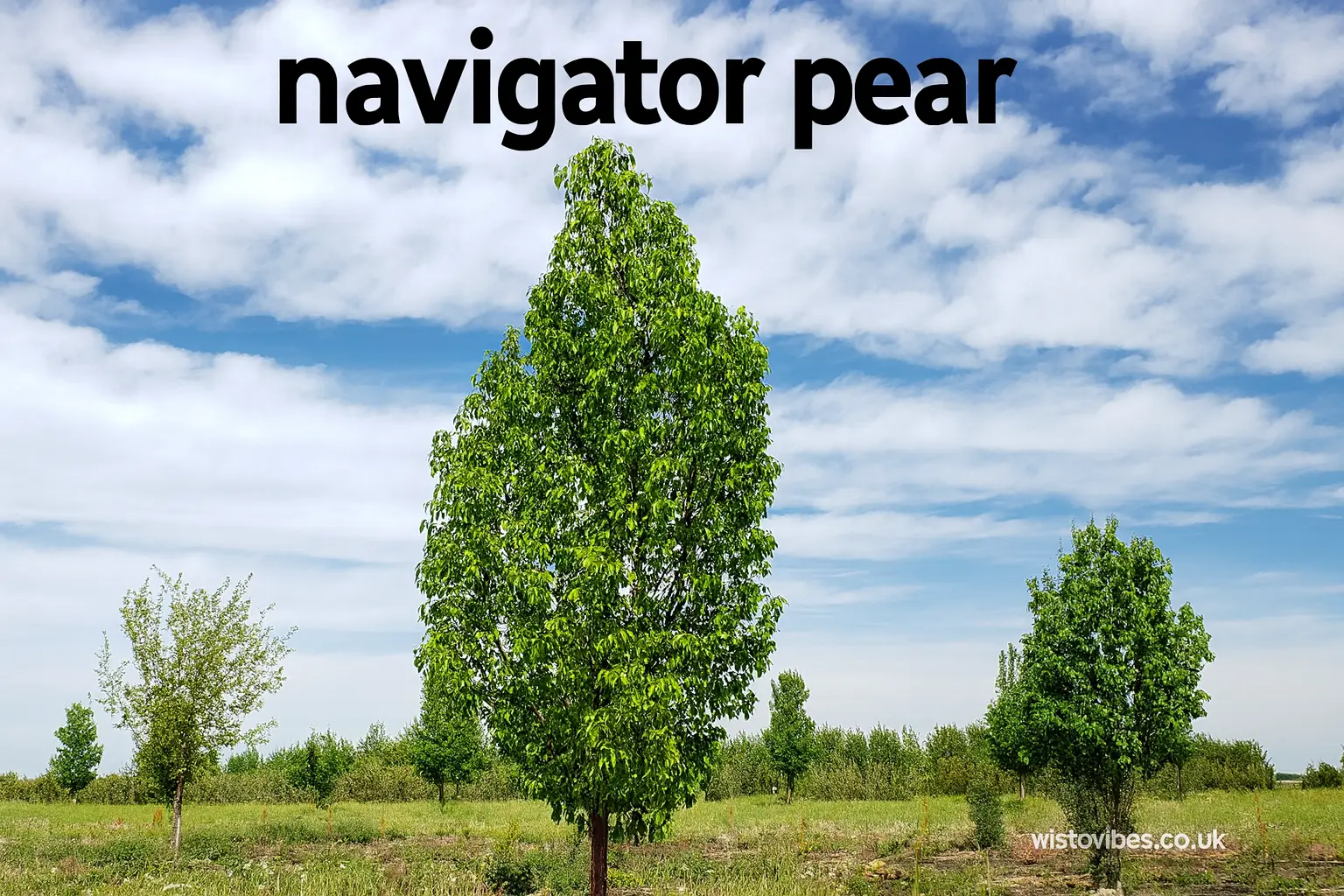 navigator pear